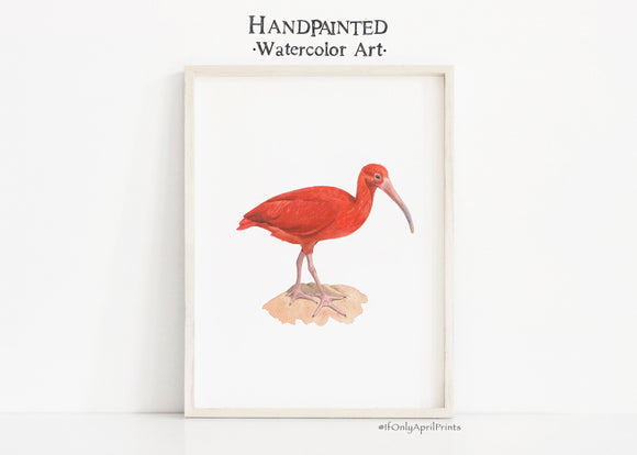 Ibis Watercolor Art Print, Bird Art, INSTANT DOWNLOAD