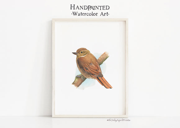 Xenops Bird Watercolor print, Printable Wall Art